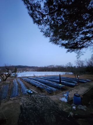 이상준님의 고추 · 영농일지 작성글 사진