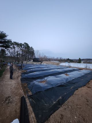 이상준님의 고추 · 영농일지 작성글 사진