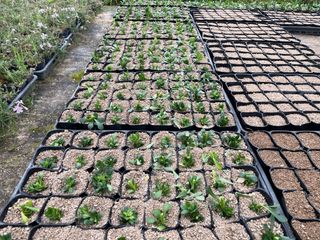 김재경님의 기타작물 · 영농일지 작성글 사진