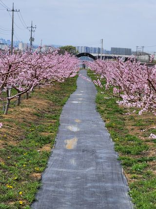 콩19211님의 4월 내 작물 자랑하기 · 참여글 작성글 사진