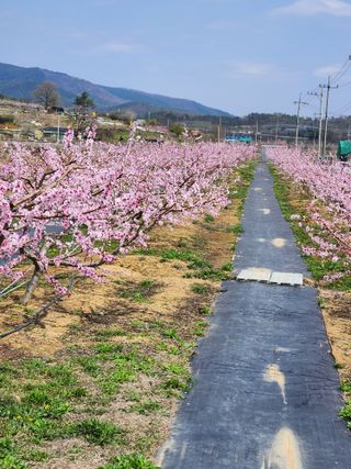 콩19211님의 4월 내 작물 자랑하기 · 참여글 작성글 사진