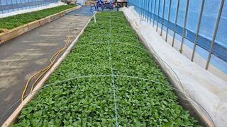 향적농원(정은상)님의 4월 내 작물 자랑하기 · 참여글 작성글 사진