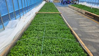 향적농원(정은상)님의 4월 내 작물 자랑하기 · 참여글 작성글 사진