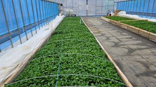 향적농원(정은상)님의 4월 내 작물 자랑하기 · 참여글 작성글 사진