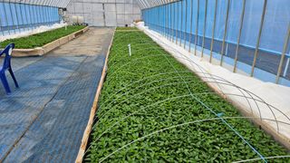 향적농원(정은상)님의 4월 내 작물 자랑하기 · 참여글 작성글 사진