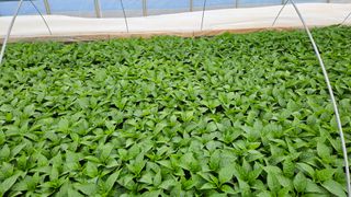 향적농원(정은상)님의 4월 내 작물 자랑하기 · 참여글 작성글 사진