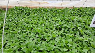 향적농원(정은상)님의 4월 내 작물 자랑하기 · 참여글 작성글 사진