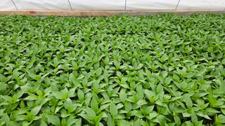 향적농원(정은상)님의 4월 내 작물 자랑하기 · 참여글 작성글 사진