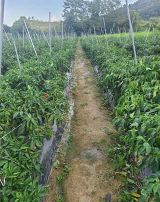 대산농사대장님의 고추 · 비료•농약 작성글 사진