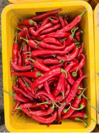 대산농사대장님의 고추 · 비료•농약 작성글 사진