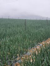 팜모닝 4월 내 작물 자랑하기·참여글 게시글 이미지