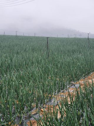 김성규님의 4월 내 작물 자랑하기 · 참여글 작성글 사진