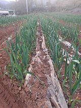 팜모닝 4월 내 작물 자랑하기·참여글 게시글 이미지