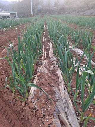 Ko01647283님의 4월 내 작물 자랑하기 · 참여글 작성글 사진