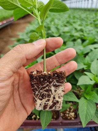 수박씨님의 고추 · 일상 작성글 사진