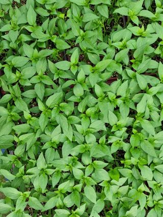 수박씨님의 고추 · 일상 작성글 사진