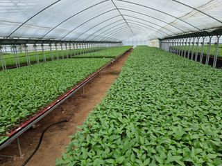 수박씨님의 고추 · 일상 작성글 사진