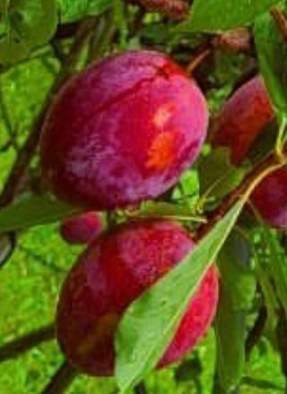 일심묘목농원님의 자유주제 · 자유게시판 작성글 사진