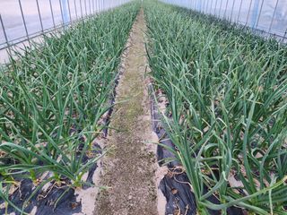 아침못자연농원님의 4월 내 작물 자랑하기 · 참여글 작성글 사진