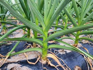 아침못자연농원님의 4월 내 작물 자랑하기 · 참여글 작성글 사진