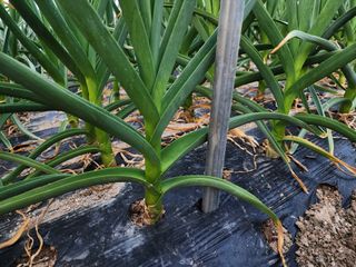 아침못자연농원님의 4월 내 작물 자랑하기 · 참여글 작성글 사진