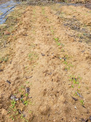 유병선(김천자두)님의 자유주제 · 자유게시판 작성글 사진