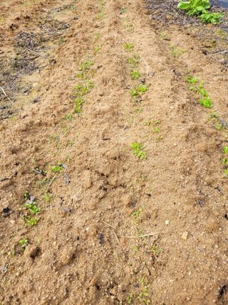 유병선(김천자두)님의 자유주제 · 자유게시판 작성글 사진