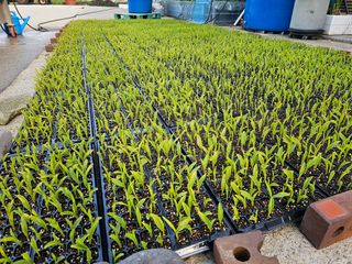 내츄럴팜 채명심님의 4월 내 작물 자랑하기 · 참여글 작성글 사진