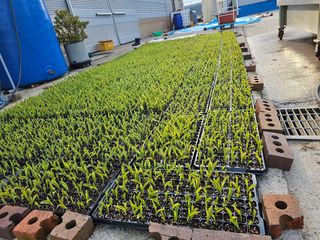 내츄럴팜 채명심님의 4월 내 작물 자랑하기 · 참여글 작성글 사진