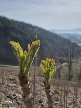 팜모닝회원 정정섭 님의 자유주제 · 자유게시판 작성글 사진