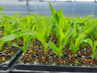 김판균님의 옥수수 · 자유게시판 작성글 사진