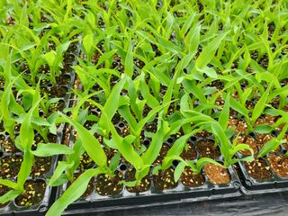 김판균님의 옥수수 · 자유게시판 작성글 사진