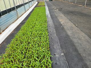 김판균님의 옥수수 · 자유게시판 작성글 사진