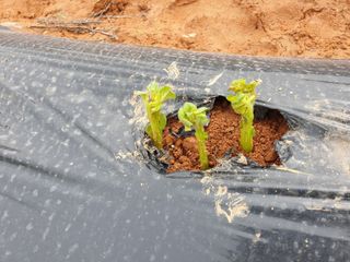 심기정님의 감자 · 영농일지 작성글 사진