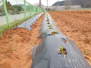 심기정님의 감자 · 영농일지 작성글 사진