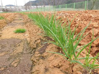 심기정님의 파 · 영농일지 작성글 사진