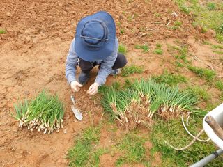 심기정님의 파 · 영농일지 작성글 사진