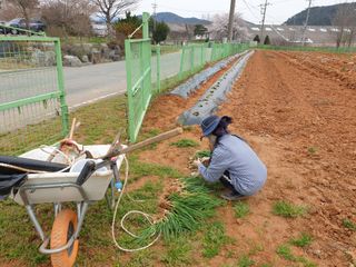심기정님의 파 · 영농일지 작성글 사진