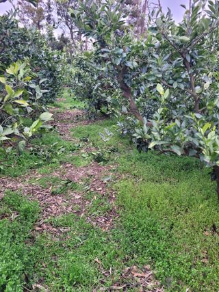 서귀포달코롬감귤농원님의 귤 · 일상 작성글 사진