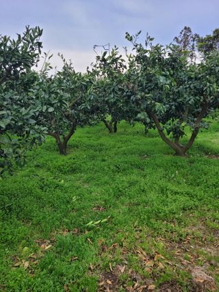 서귀포달코롬감귤농원님의 귤 · 일상 작성글 사진