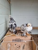 팜모닝 자유주제·자유게시판 게시글 이미지