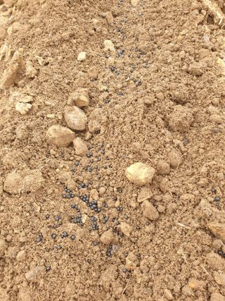 알 수 없음님의 4월 내 작물 자랑하기 · 참여글 작성글 사진