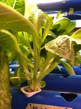 팜모닝 농사, 무엇이든 물어보세요!·참여글 게시글 이미지