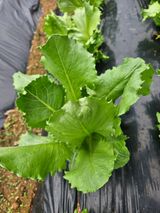 팜모닝 자유주제·자유게시판 게시글 이미지