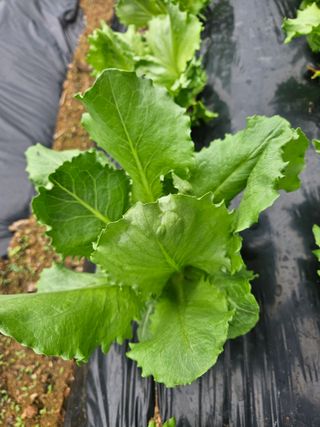 만능이되고픈농부님의 자유주제 · 자유게시판 작성글 사진