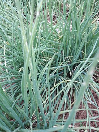 강낭콩키우는농부님의 파 · 병해충상담 작성글 사진