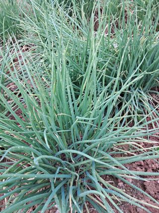 강낭콩키우는농부님의 파 · 병해충상담 작성글 사진