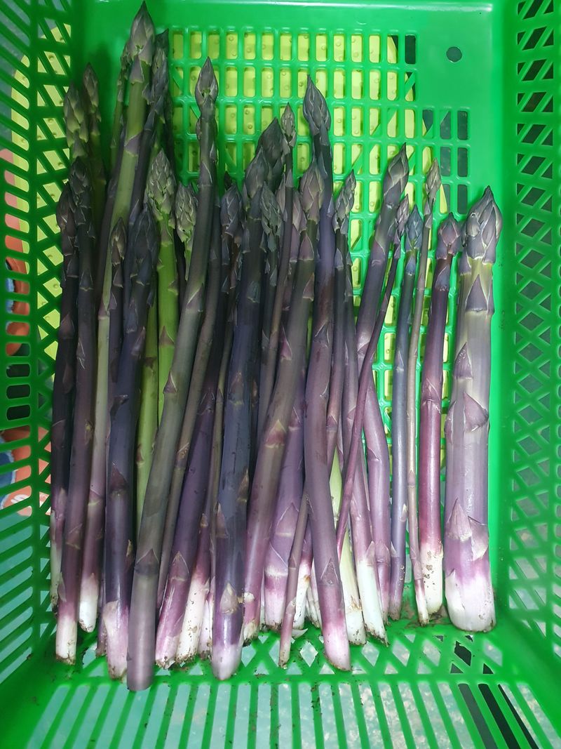 김현정님의 장터 판매 상품 [유기농 아스파라거스 혼합 500g] 첨부 사진