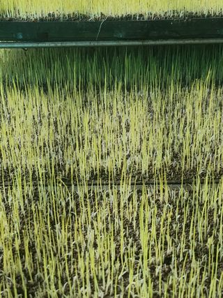 노란토끼님의 벼 · 영농일지 작성글 사진