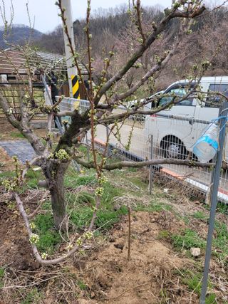 땅땅님의 고추 · 토양준비 작성글 사진